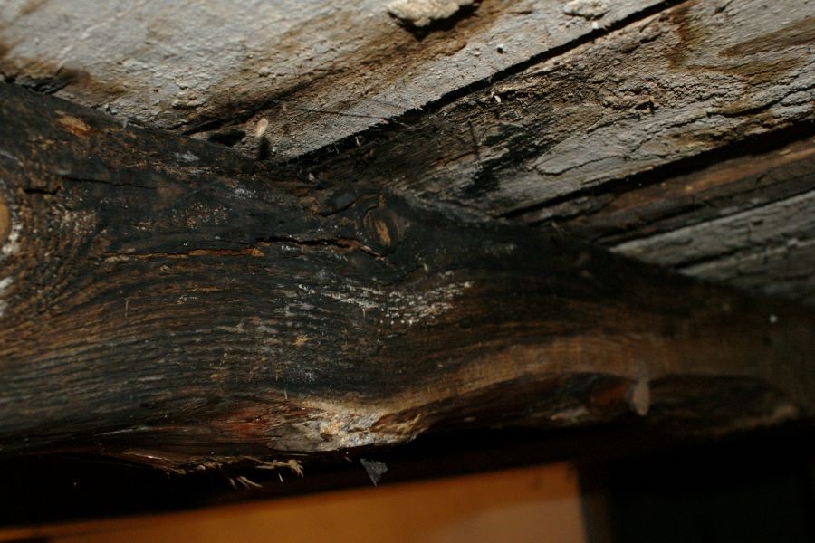 Attic Mold Removal