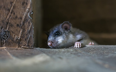 Rodent In Crawl Space Temp